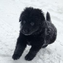 Bear - Black male German Shepherd puppy in White Cloud, Michigan from Von WestLynn German Shepherds