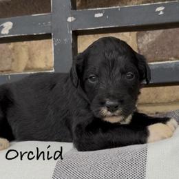 Orchid - Black and white female Aussiedoodle puppy in Cartersville, Georgia from Simply Blessed Doodles