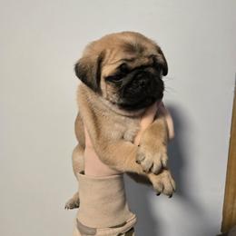 Boy 1 - Fawn male Pug puppy in Auburn, Kentucky from Prentice Family Pugs & Bugs