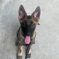 Belgian Malinois, Biewer Terriers, and German Shepherds from East KY K9