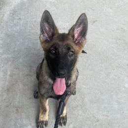 Belgian Malinois, Biewer Terriers, and German Shepherds from East KY K9