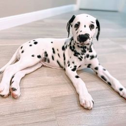 Dalmatian Puppies from Sublime Dalmatians