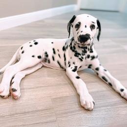 Dalmatian Puppies from Sublime Dalmatians