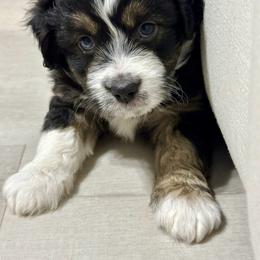 Coal Doodle Cuddles - Black tri-color male Aussiedoodle puppy in Charlestown, Indiana from Forever Aussies and A Doodle