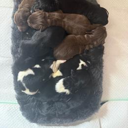 Litter - White and black male Newfoundland puppy in Brandenburg, Kentucky from Amanda's Newfoundlands