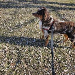 Rhodie - Red merle Australian Shepherd puppy in Marengo, Indiana from J&J Kennel