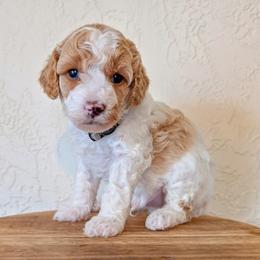 Cavapoo Puppies from Cavapoo Cuddles