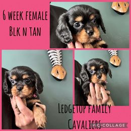 Pink Blk n tan - Black and tan female Cavalier King Charles Spaniel puppy in Greenleaf, Wisconsin from Ledgetop Family Cavaliers