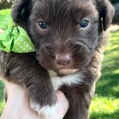 Bordoodles from Rolling C Bordoodle