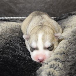 Shiba Inu and Siberian Husky Puppies from Mirage Siberians