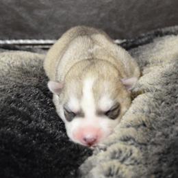 Shiba Inu and Siberian Husky Puppies from Mirage Siberians