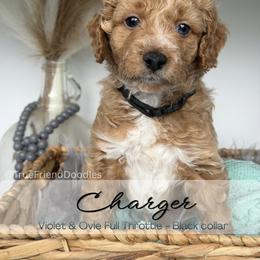 CHARGER - Black collar - Apricot male Goldendoodle puppy in Watertown, New York from True Friend Doodles