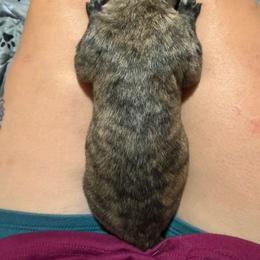 Glacier - Brindle male Mastiff puppy in Layton, Utah from 2A Mastifs