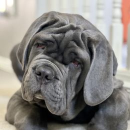 Neapolitan Mastiffs from Red Rock Neapolitan Mastiffs