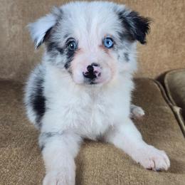 Alohomora - Blue merle female Border Collie puppy in Chicora, Pennsylvania from Riverwood