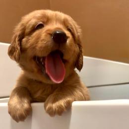 Girl 1 - Dark golden female Golden Retriever puppy in Logandale, Nevada from All Around Retrievers