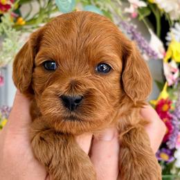 Chrissy - Red female Cavapoo puppy in Cedar City, Utah from Cedar Sprout Puppies