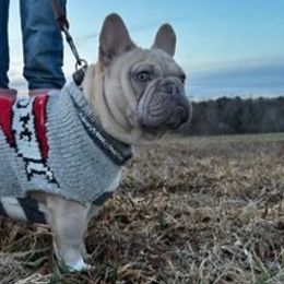 French Bulldogs from Bagpipebullies