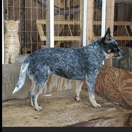 Merry - Australian Cattle Dog
