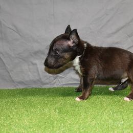Male 2 - Black brindle and white male Miniature Bull Terrier puppy in Fontana, California from JLB Beagles & MBT