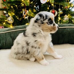 Australian Shepherd Puppies from Cannonrun Aussies
