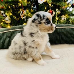 Australian Shepherd Puppies from Cannonrun Aussies
