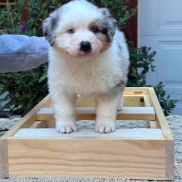 BMM - Blue merle male Australian Shepherd puppy in Lakeside, Montana from Saddle Peak Aussies