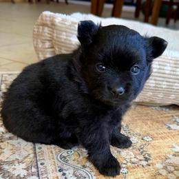 Raven - Black female Pomeranian puppy in Raymondville, Missouri from Pampered Pomskies