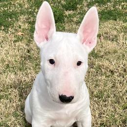 Peter - White male Bull Terrier puppy in Gilbert, Arizona from Sunny Sky Bull Terriers