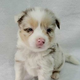 Onyx - Red merle male Toy Australian Shepherd puppy in Norwood, Missouri from Looney Farm’s Toy & Mini Aussies