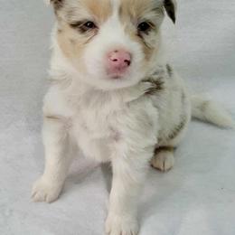 Onyx - Red merle male Toy Australian Shepherd puppy in Norwood, Missouri from Looney Farm’s Toy & Mini Aussies