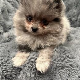 Silver - Blue merle male Pomeranian puppy in Wagner, South Dakota from Lisas Pomeranians