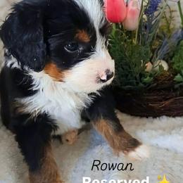 Rowan - Tri-color male Bernedoodle puppy in Shiloh, Georgia from Doodle Mountain