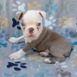 Scooter - Lilac male Boston Terrier puppy in Corning, California from SB Bostons