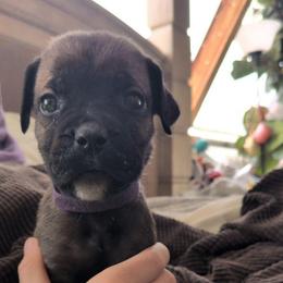 Purple collar: Magnolia - Black brindle female Cane Corso puppy in Franktown, Colorado from Earth and Ship Cane Corso