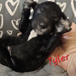 Tyler - Parti male Goldendoodle puppy in Kansas City, Missouri from Poppy's Doodles