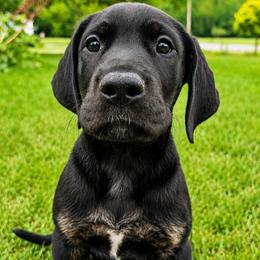 Raya - Black female Great Dane puppy in Mayfield, New York from Sacandaga Danes