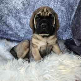 Ivy - Fawn Mastiff puppy in Linton, Indiana from Riggins Mastiffs and Danes