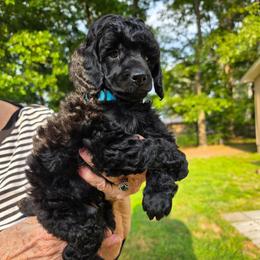Johann - Black male Poodle puppy in Hartselle, Alabama from Phare Poodles