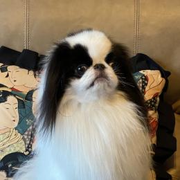 Hebi - Japanese Chin