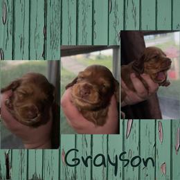 Grayson - Red male Dachshund puppy in Brazil, Indiana from King Duke Dachshunds