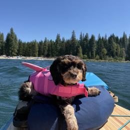 Cavapoo All Grown Up from WW Cavapoos
