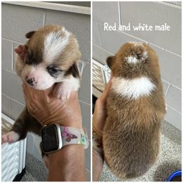 Red and White Male - Red male Pembroke Welsh Corgi puppy in Ocala, Florida from Rivermont Farm