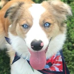 Australian Shepherds and Poodles from Rosebud Kennels