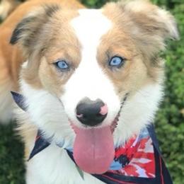 Australian Shepherds and Poodles from Rosebud Kennels