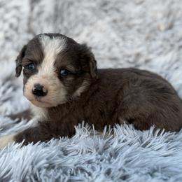 Bentley - Blue merle male Aussiedoodle puppy in Ambrose, Georgia from Brandilyn's Aussies