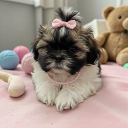 Angel - Sable and white female Shih Tzu puppy in Port Orchard, Washington from Buttons N Bows