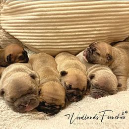French Bulldog Puppies from Woodlands Frenchies