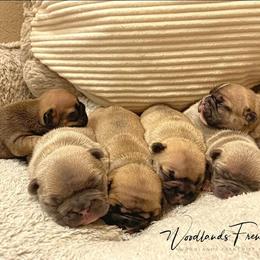 French Bulldog Puppies from Woodlands Frenchies