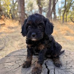 Sophia - Black and tan female Cavapoo puppy in Redding, California from O’Hara  Doodles